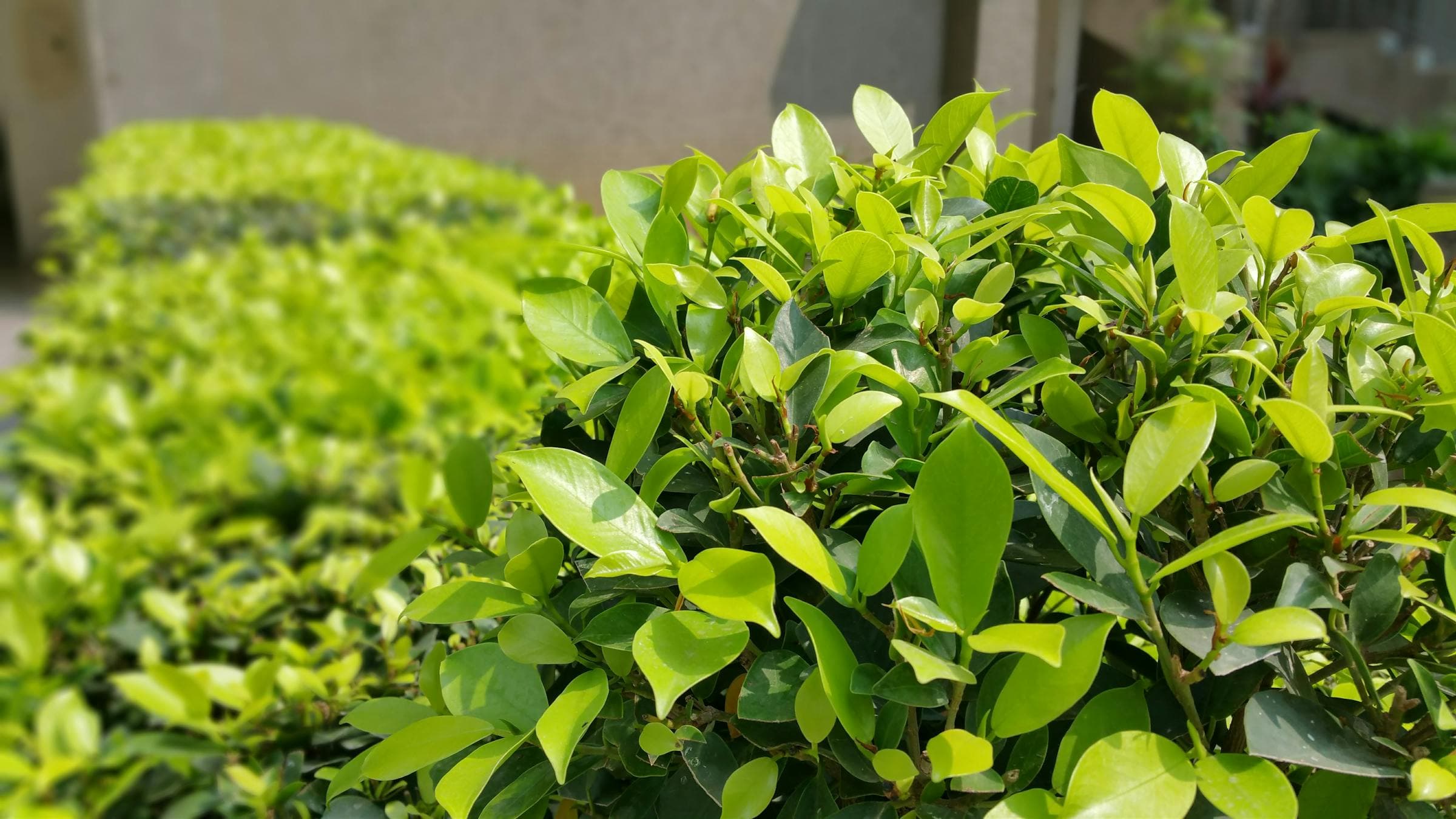 Gepflegte Sträucher und Hecken im Garten