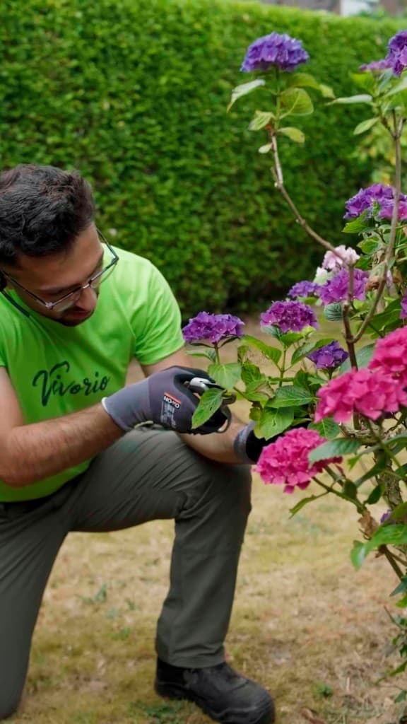 Gepflegte Sträucher im Garten nach dem Schnitt